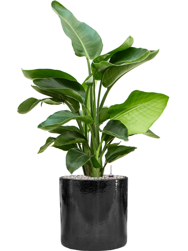 Strelitzia nicolai in Cylinder Office Plant With Pot 99cm Height 26cm Dia