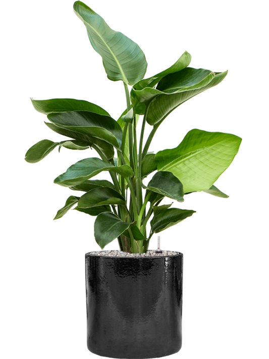 Strelitzia nicolai in Cylinder Office Plant With Pot 99cm Height 26cm Dia