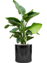 Strelitzia nicolai in Cylinder Office Plant With Pot 99cm Height 26cm Dia