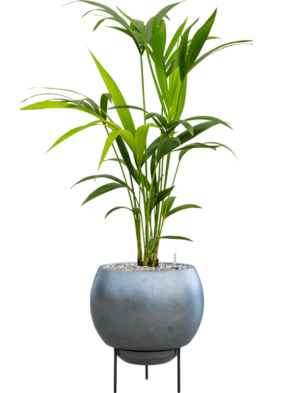 Kentia (Howea) forsteriana in Baq Metallic Silver leaf Office Plant With Pot 93cm Height 24cm Dia