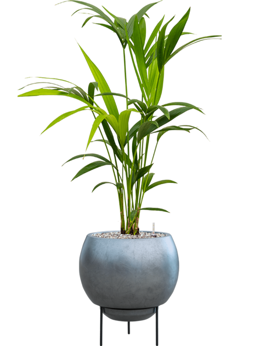 Kentia (Howea) forsteriana in Baq Metallic Silver leaf Office Plant With Pot 93cm Height 24cm Dia