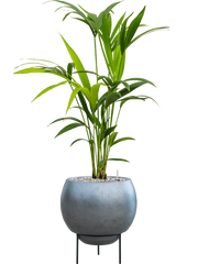 Kentia (Howea) forsteriana in Baq Metallic Silver leaf Office Plant With Pot 93cm Height 24cm Dia