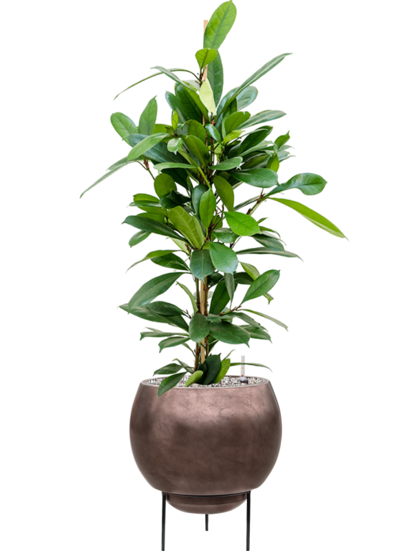 Ficus cyathistipula in Baq Metallic Silver leaf Office Plant With Pot 96cm Height 24cm Dia