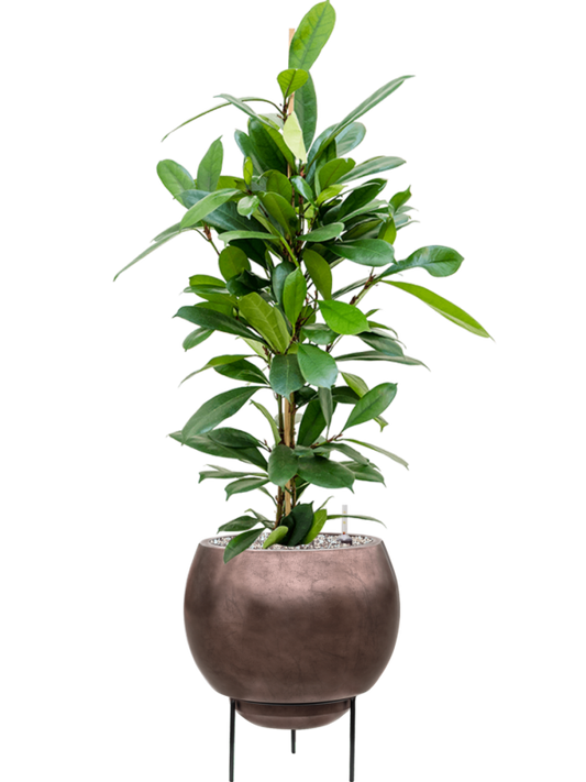 Ficus cyathistipula in Baq Metallic Silver leaf Office Plant With Pot 96cm Height 24cm Dia