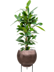 Ficus cyathistipula in Baq Metallic Silver leaf Office Plant With Pot 96cm Height 24cm Dia