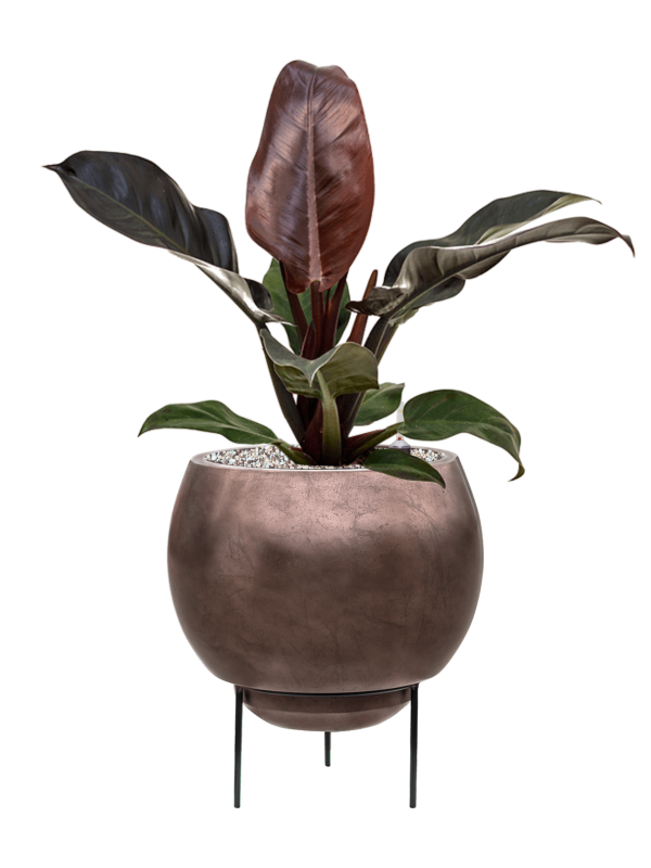 Philodendron `Imperial Red' in Baq Metallic Silver leaf Office Plant With Pot 64cm Height 24cm Dia