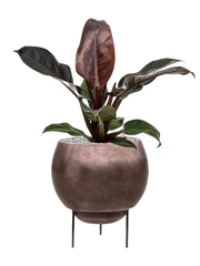 Philodendron `Imperial Red' in Baq Metallic Silver leaf Office Plant With Pot 64cm Height 24cm Dia