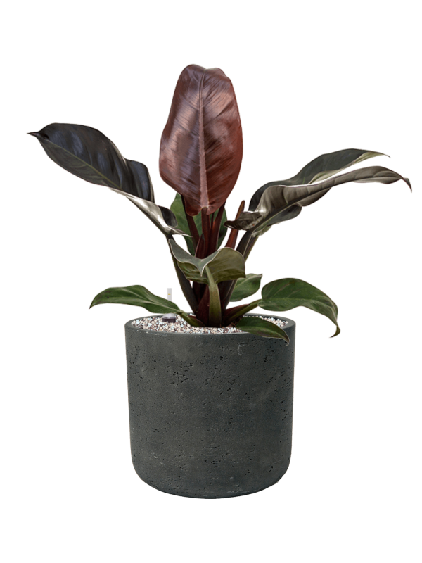 Philodendron `Imperial Red' in Rough Office Plant With Pot 57cm Height 23cm Dia