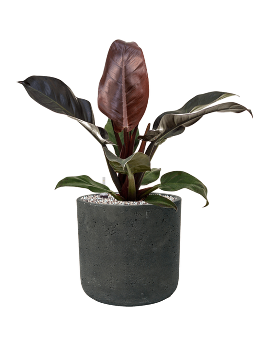 Philodendron `Imperial Red' in Rough Office Plant With Pot 57cm Height 23cm Dia