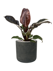 Philodendron `Imperial Red' in Rough Office Plant With Pot 57cm Height 23cm Dia