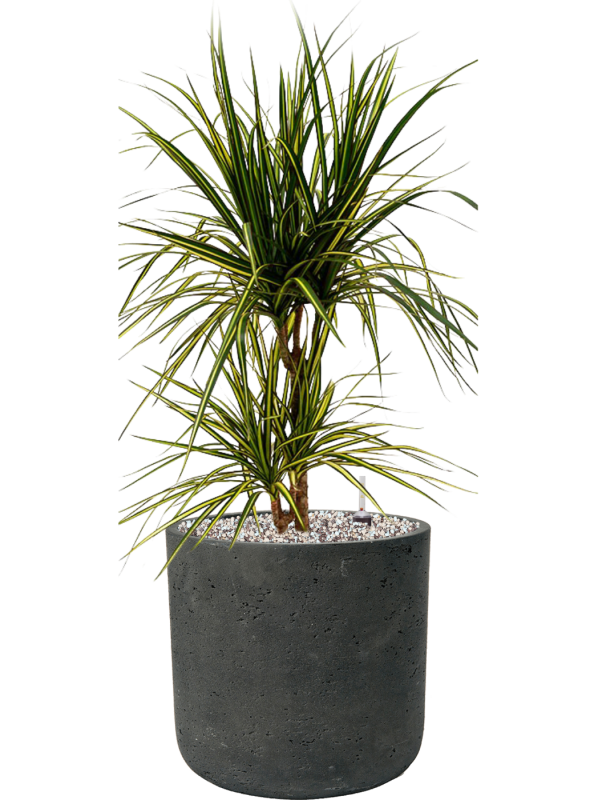 Dracaena marginata 'Sunray' in Rough Office Plant With Pot 67cm Height 23cm Dia