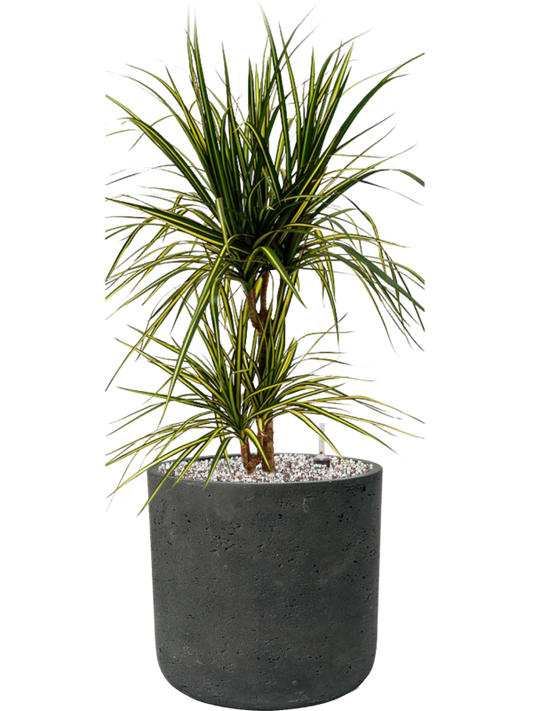 Dracaena marginata 'Sunray' in Rough Office Plant With Pot 67cm Height 23cm Dia