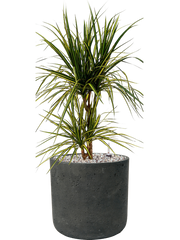 Dracaena marginata 'Sunray' in Rough Office Plant With Pot 67cm Height 23cm Dia