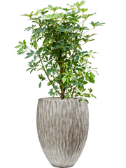 Schefflera arboricola 'Compacta' in Wave Office Plant With Pot 147cm Height 45cm Dia