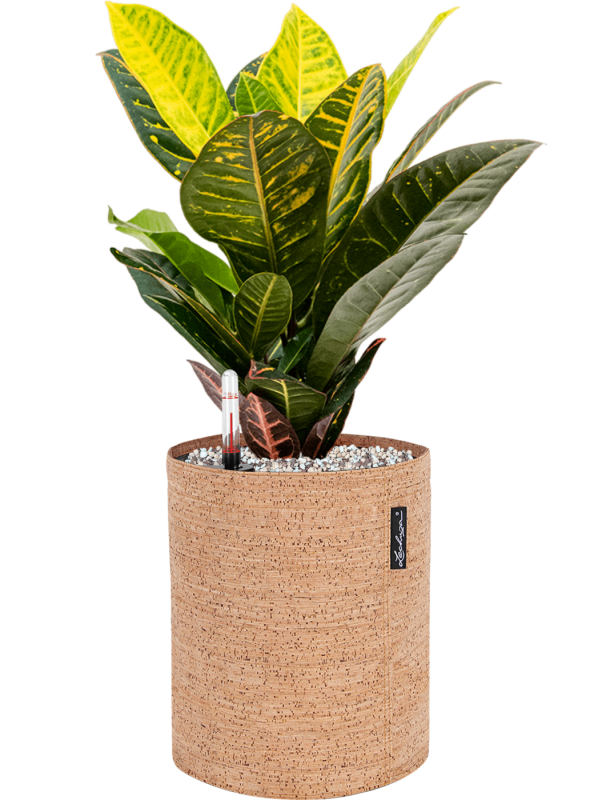 Croton variegatum 'Petra' in Lechuza Trendcover 23 Cork Office Plant With Pot 49cm Height 21cm Dia