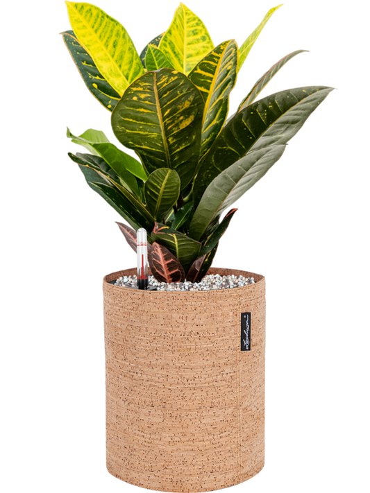 Croton variegatum 'Petra' in Lechuza Trendcover 23 Cork Office Plant With Pot 49cm Height 21cm Dia