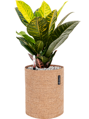 Croton variegatum 'Petra' in Lechuza Trendcover 23 Cork Office Plant With Pot 49cm Height 21cm Dia