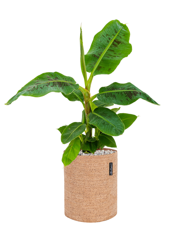 Musa 'Dwarf Cavendish' in Lechuza Trendcover 23 Cork Office Plant With Pot 61cm Height 21cm Dia