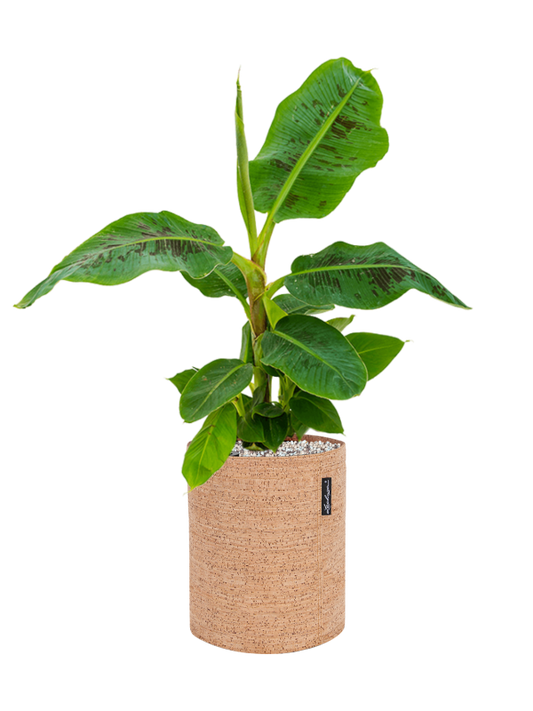 Musa 'Dwarf Cavendish' in Lechuza Trendcover 23 Cork Office Plant With Pot 61cm Height 21cm Dia