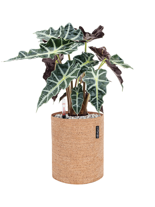 Alocasia 'Polly' in Lechuza Trendcover 23 Cork Office Plant With Pot 50cm Height 21cm Dia