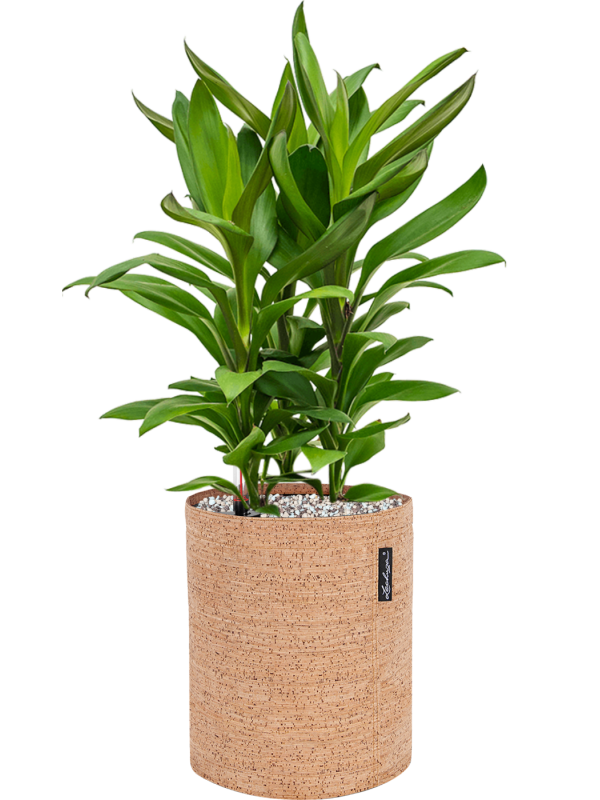 Cordyline fruticosa' Glauca' in Lechuza Trendcover 23 Cork Office Plant With Pot 57cm Height 21cm Dia