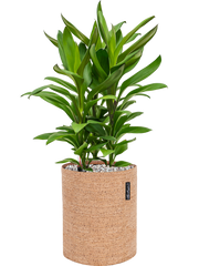 Cordyline fruticosa' Glauca' in Lechuza Trendcover 23 Cork Office Plant With Pot 57cm Height 21cm Dia