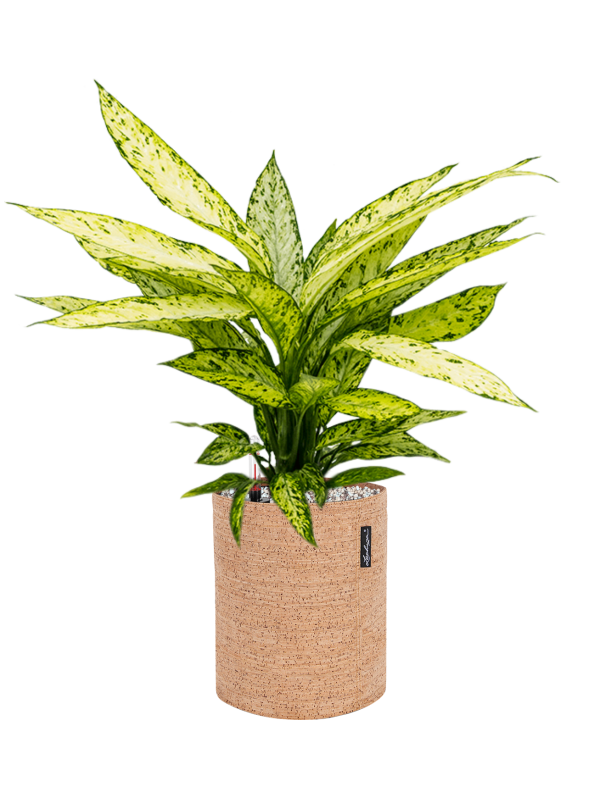 Dieffenbachia 'Vesuvius' in Lechuza Trendcover 23 Cork Office Plant With Pot 60cm Height 21cm Dia