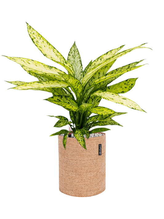 Dieffenbachia 'Vesuvius' in Lechuza Trendcover 23 Cork Office Plant With Pot 60cm Height 21cm Dia