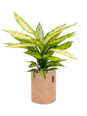 Dieffenbachia 'Vesuvius' in Lechuza Trendcover 23 Cork Office Plant With Pot 60cm Height 21cm Dia