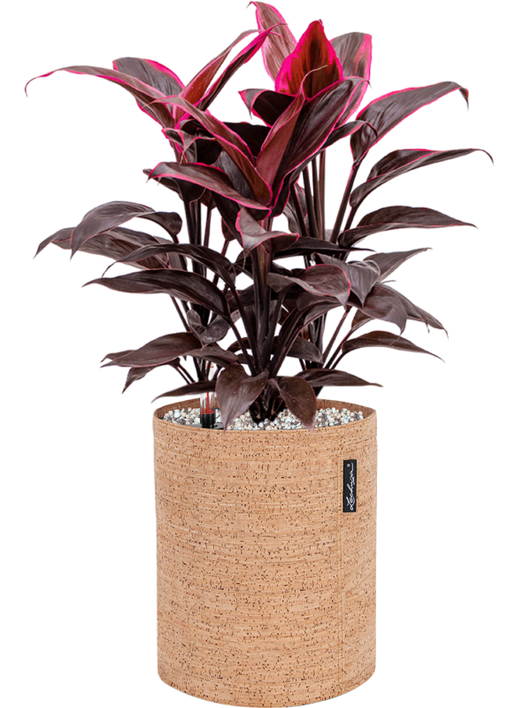 Cordyline fruticosa 'Mambo' in Lechuza Trendcover 23 Cork Office Plant With Pot 51cm Height 21cm Dia