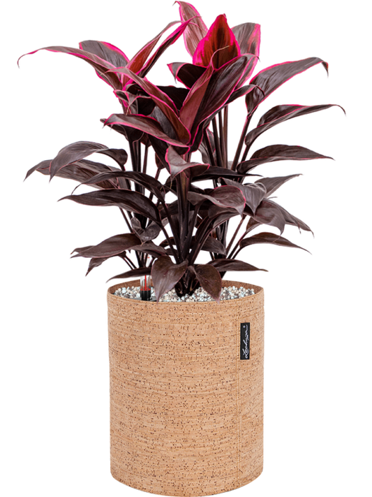 Cordyline fruticosa 'Mambo' in Lechuza Trendcover 23 Cork Office Plant With Pot 51cm Height 21cm Dia