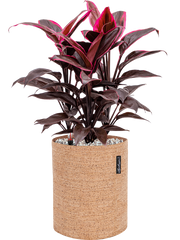 Cordyline fruticosa 'Mambo' in Lechuza Trendcover 23 Cork Office Plant With Pot 51cm Height 21cm Dia