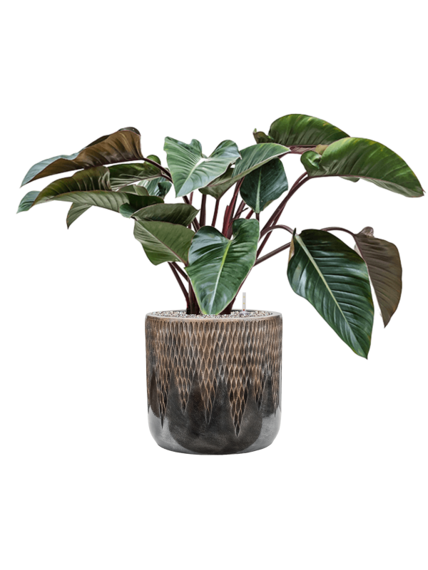 Philodendron 'Red Beauty' in Baq Luxe Lite Universe Comet Office Plant With Pot 88cm Height 35cm Dia