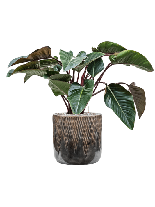 Philodendron 'Red Beauty' in Baq Luxe Lite Universe Comet Office Plant With Pot 88cm Height 35cm Dia