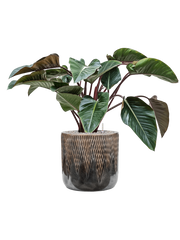 Philodendron 'Red Beauty' in Baq Luxe Lite Universe Comet Office Plant With Pot 88cm Height 35cm Dia