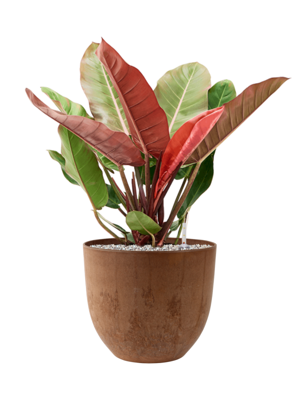 Philodendron 'Prince of Orange' in Artstone Office Plant With Pot 75cm Height 31.5cm Dia