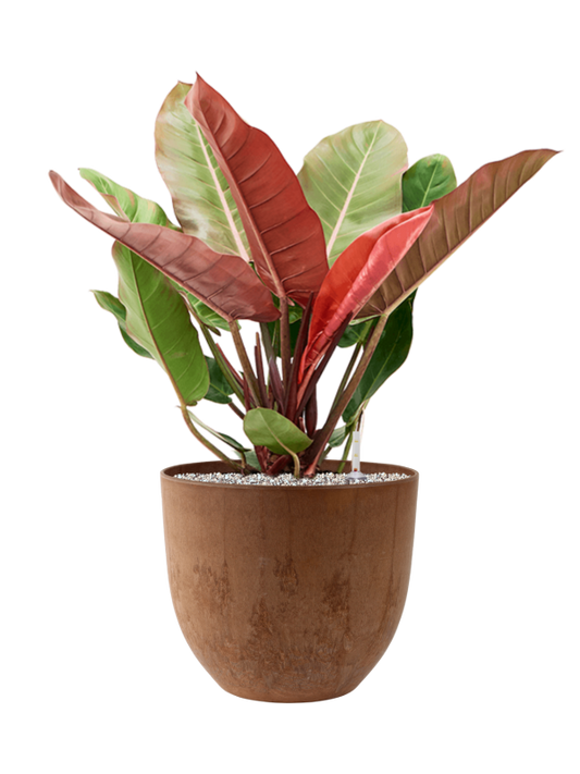 Philodendron 'Prince of Orange' in Artstone Office Plant With Pot 75cm Height 31.5cm Dia