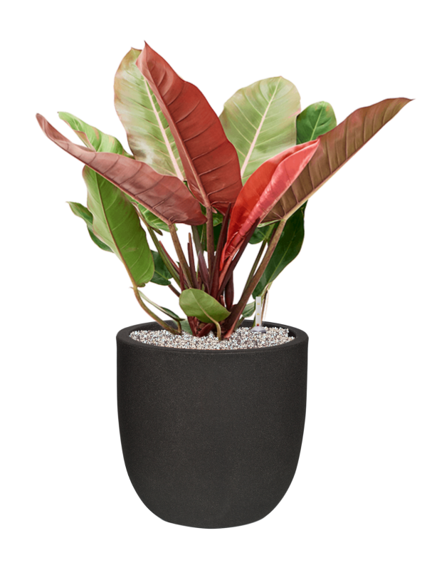 Philodendron 'Prince of Orange' in Capi Urban Smooth NL Office Plant With Pot 79cm Height 29.8cm Dia