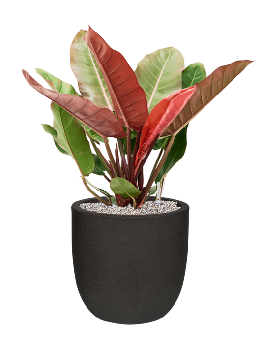 Philodendron 'Prince of Orange' in Capi Urban Smooth NL Office Plant With Pot 79cm Height 29.8cm Dia