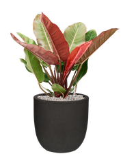 Philodendron 'Prince of Orange' in Capi Urban Smooth NL Office Plant With Pot 79cm Height 29.8cm Dia