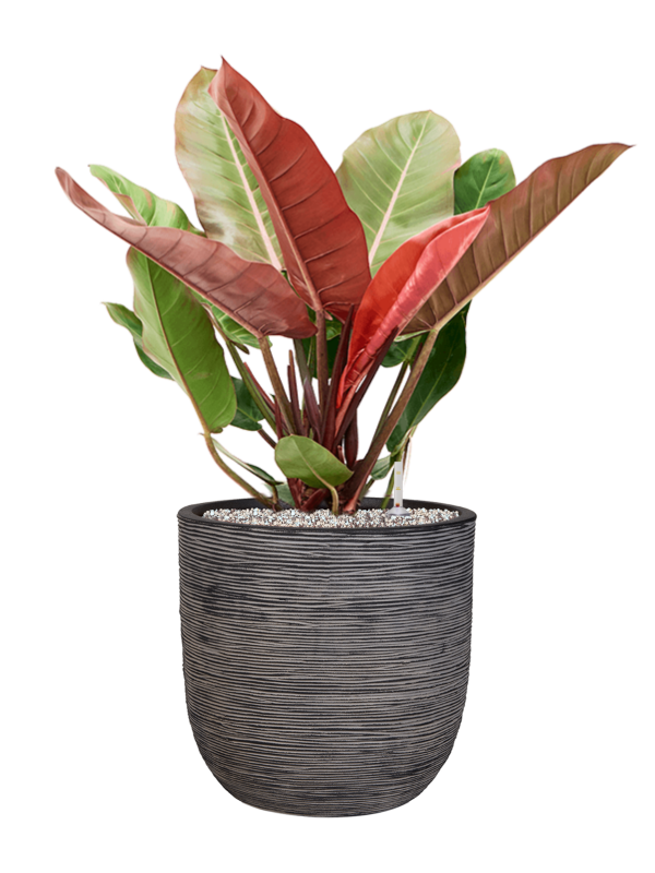 Philodendron 'Prince of Orange' in Capi Nature Rib NL Office Plant With Pot 80cm Height 29.8cm Dia