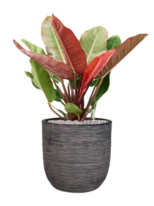 Philodendron 'Prince of Orange' in Capi Nature Rib NL Office Plant With Pot 80cm Height 29.8cm Dia