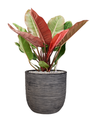 Philodendron 'Prince of Orange' in Capi Nature Rib NL Office Plant With Pot 80cm Height 29.8cm Dia