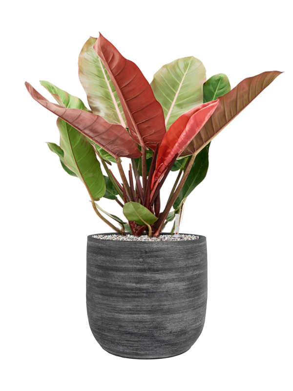 Philodendron 'Prince of Orange' in Magna Office Plant With Pot 77cm Height 28cm Dia