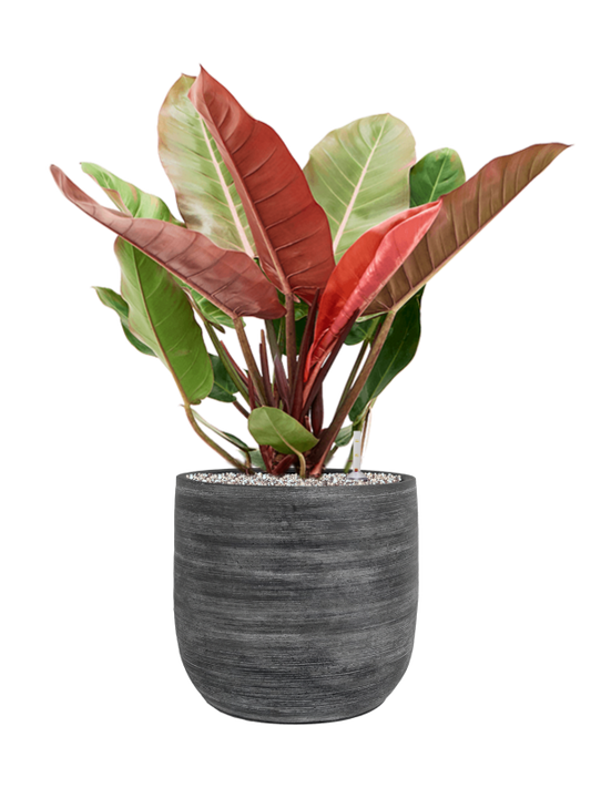 Philodendron 'Prince of Orange' in Magna Office Plant With Pot 77cm Height 28cm Dia