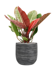 Philodendron 'Prince of Orange' in Magna Office Plant With Pot 77cm Height 28cm Dia