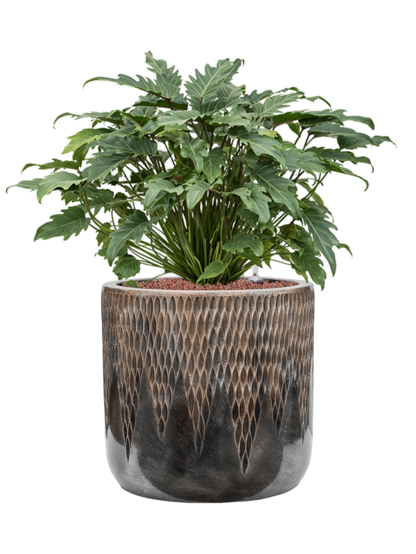 Philodendron 'Xanadu' in Baq Luxe Lite Universe Comet Office Plant With Pot 75cm Height 35cm Dia