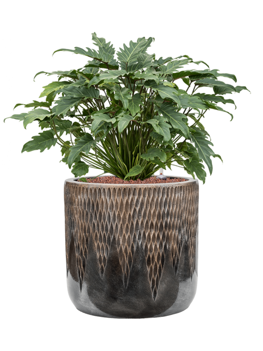 Philodendron 'Xanadu' in Baq Luxe Lite Universe Comet Office Plant With Pot 75cm Height 35cm Dia