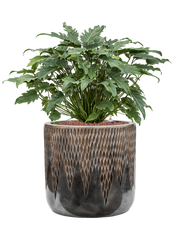 Philodendron 'Xanadu' in Baq Luxe Lite Universe Comet Office Plant With Pot 75cm Height 35cm Dia