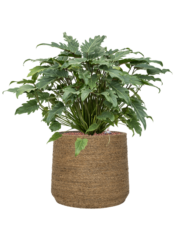 Philodendron 'Xanadu' in Bohemian Office Plant With Pot 68cm Height 32cm Dia